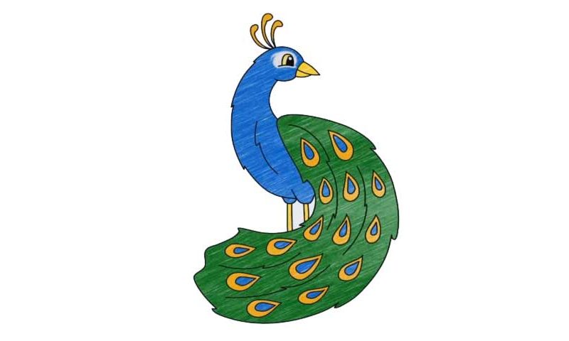 800x480 How To Draw A Peacock