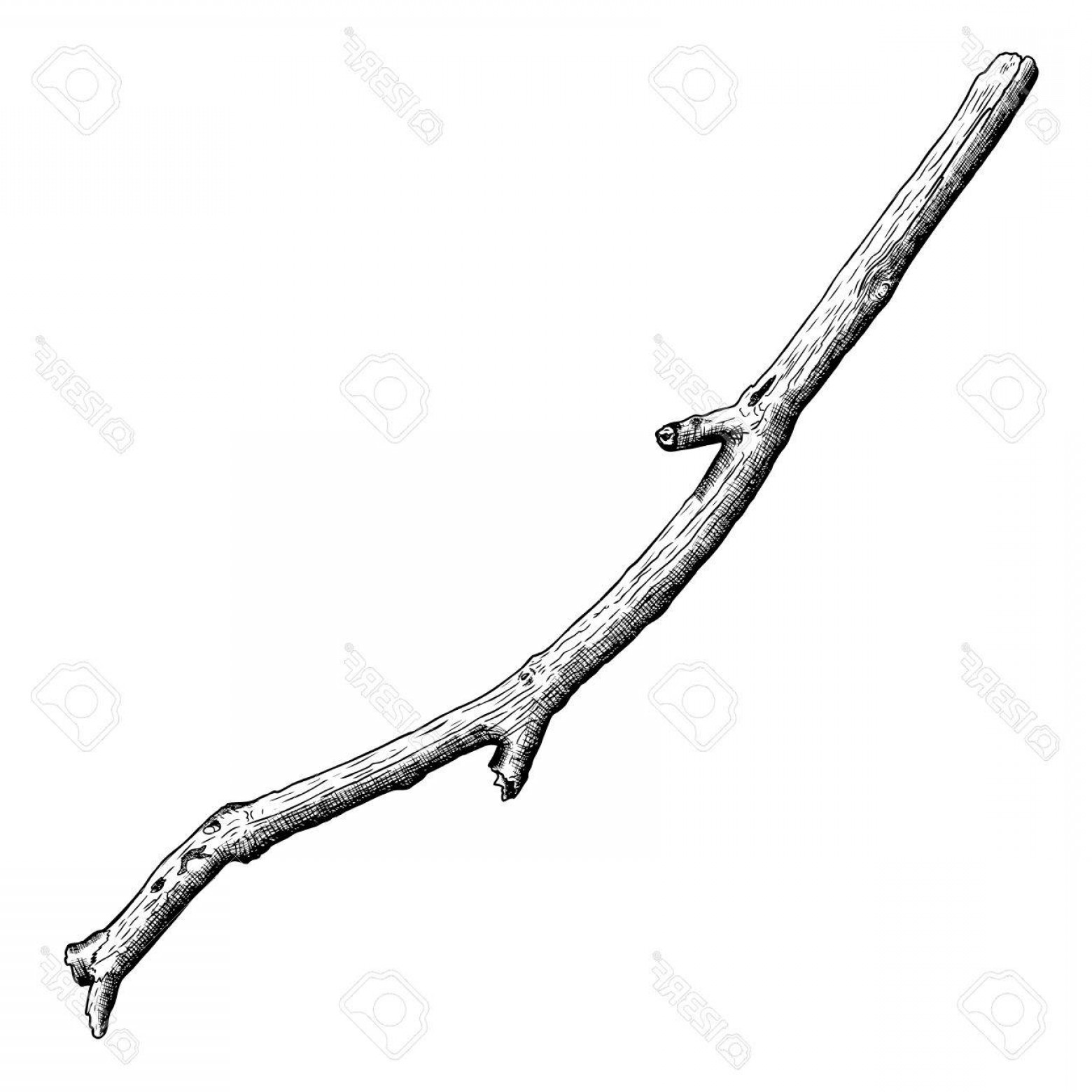 1560x1560 Photostock Vector Detailed And Precise Ink Drawing Wood Twig