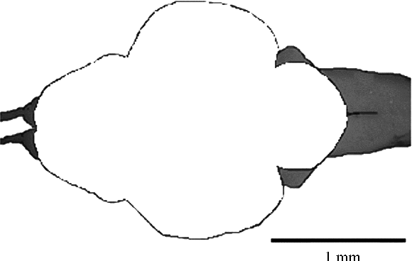 580x368 Phenotypic Plasticity Of The Threespine Stickleback Gasterosteus