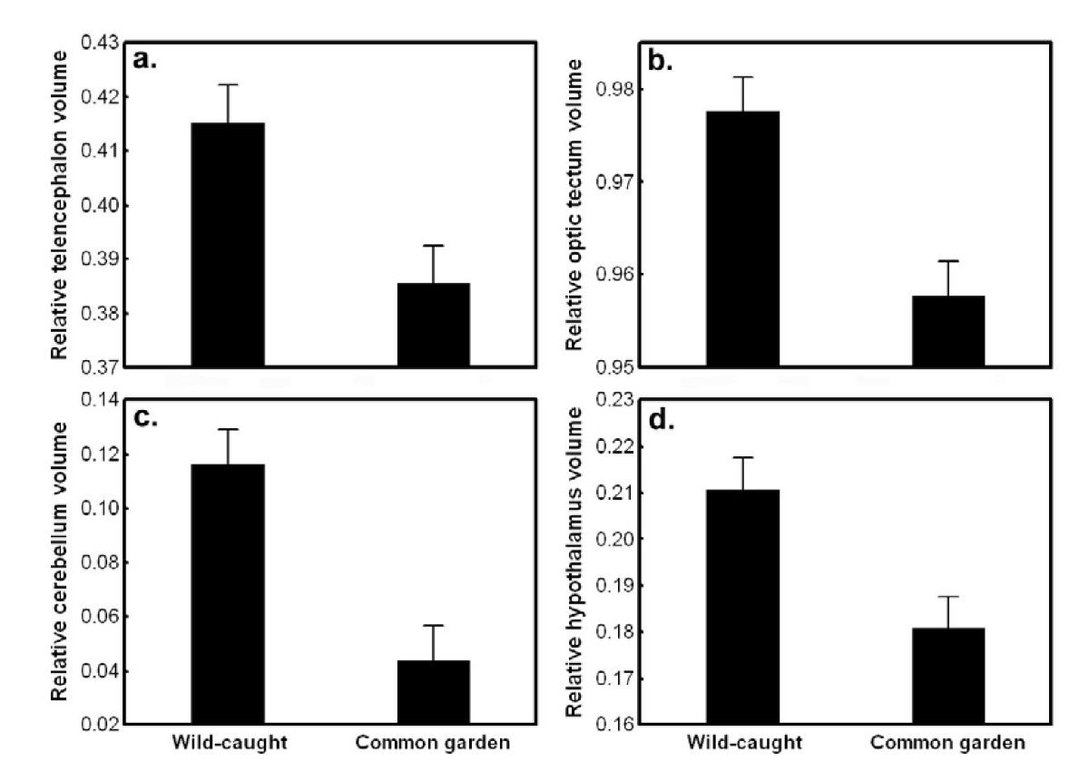1200x850 Population Variation In Brain Size Of Nine Spined Sticklebacks