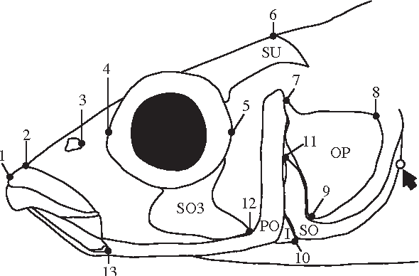 590x388 sexual dimorphism of head morphology in three spined stickleback