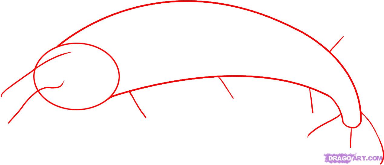 1269x546 Step How To Draw A Pike