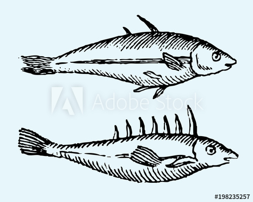 500x399 Two Different Sticklebacks In Profile View