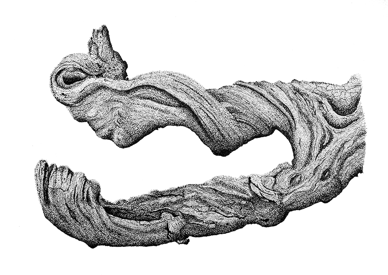 800x568 Drawing Richard Hyde