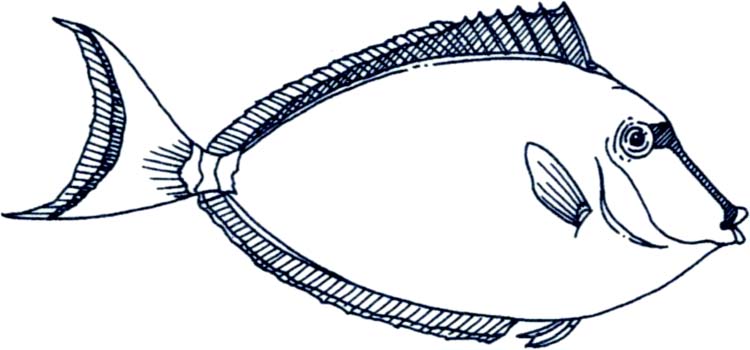 750x350 Fish Drawing Pictures