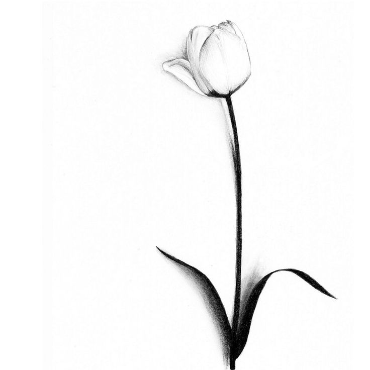 736x736 Tulip Drawing Ink For Free Download