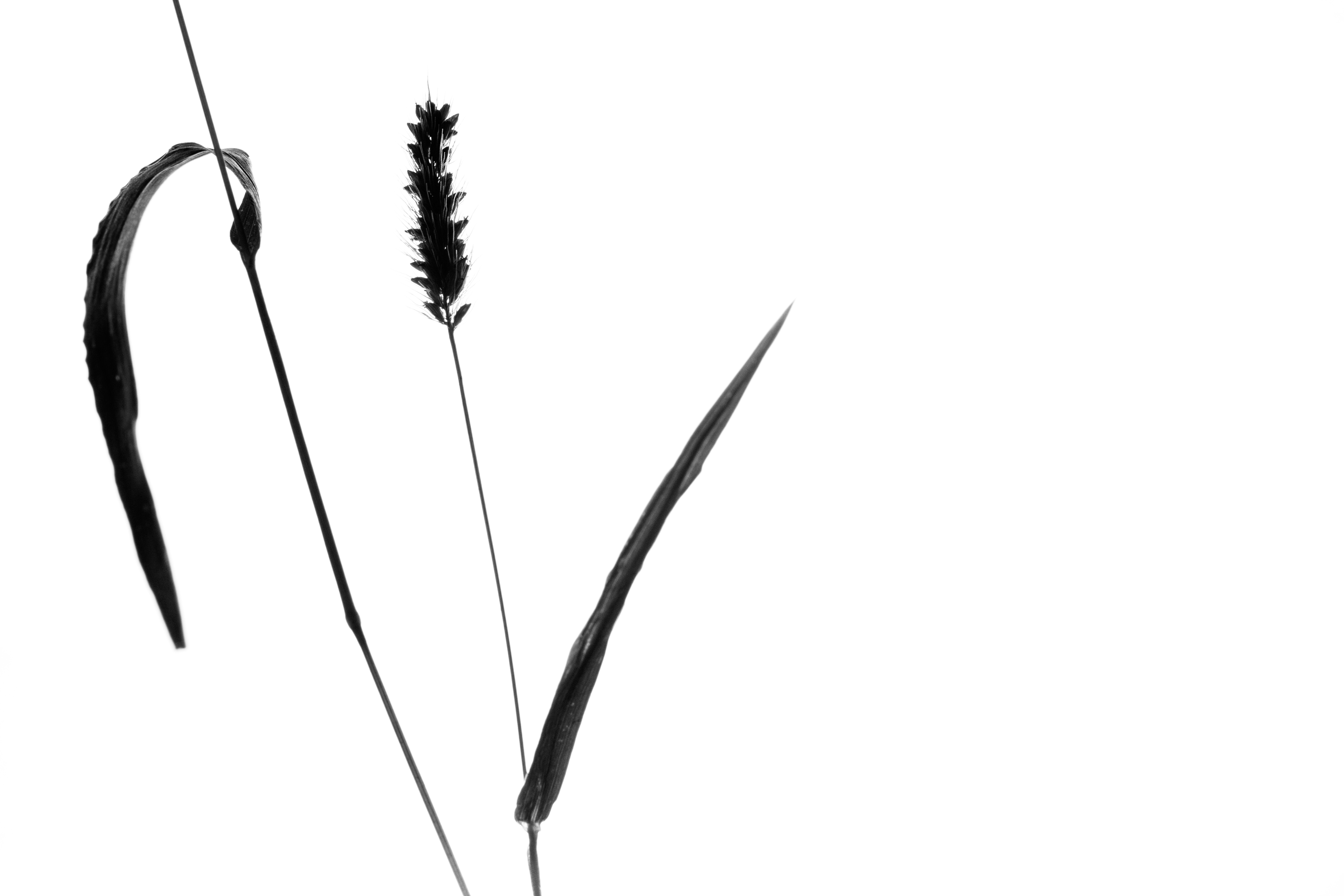 4929x3286 Free Images Grass, Silhouette, Plant, Line, Still Life, Organ