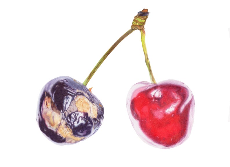 794x579 Original Colored Pencils Drawing Of Two Sweet Cherries Fine Etsy