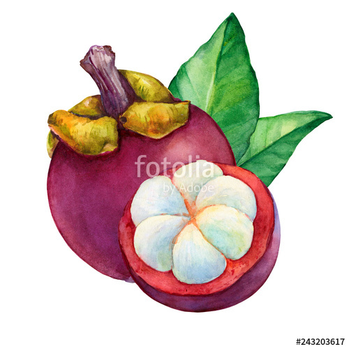 500x500 Tropical Fruit