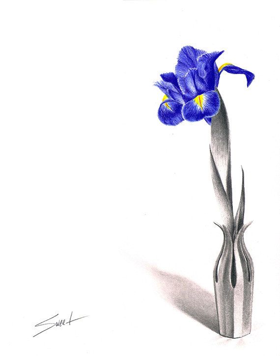 570x725 Still Life Flower Drawing Flower Art Blue Iris