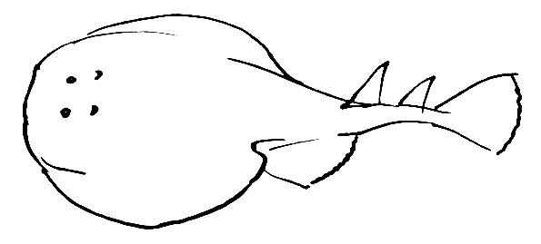 595x269 How To Draw A Stingray