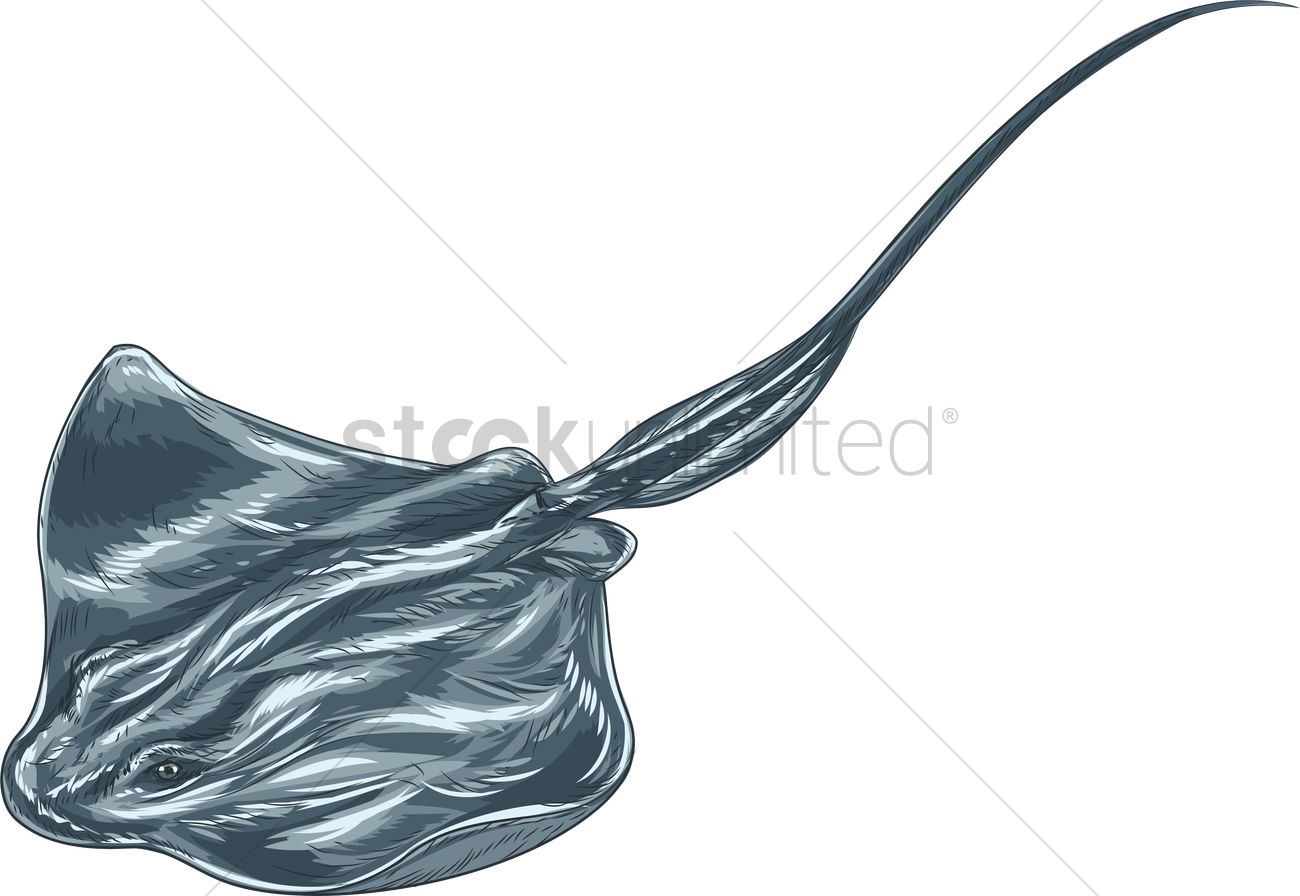 1300x896 Stingray Vector Image