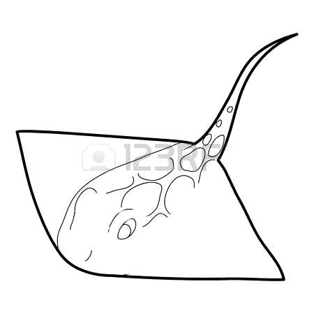 450x450 sting ray drawing