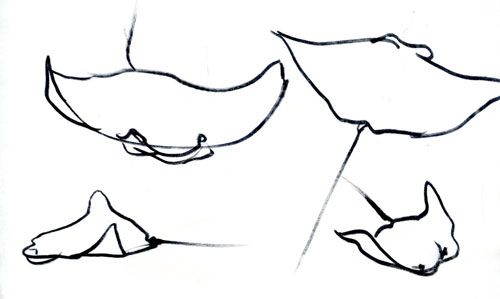 500x299 Stingray Ink Drawing