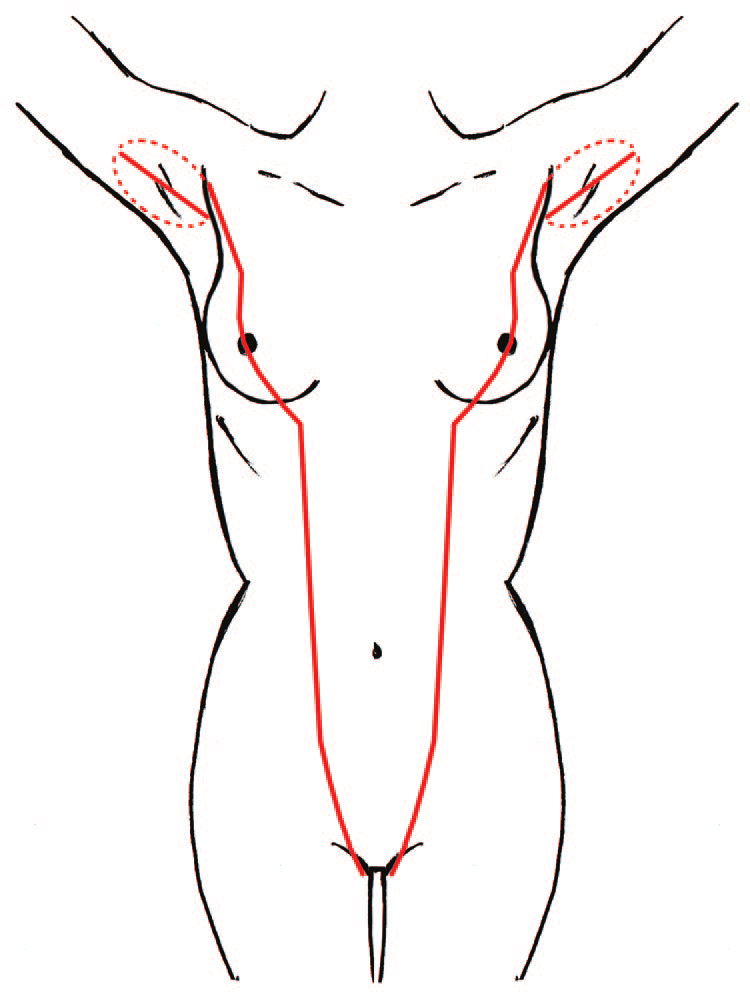 750x998 drawing demonstrating sappey's lines the stippling represents