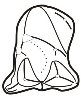 269x320 Leptictidium Nesutum Tooth Left Upper M Abstract Line Drawing