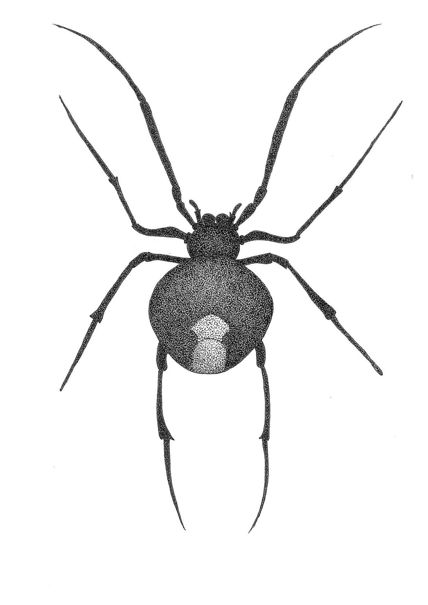 1415x2000 Stippled Spider Ltd Ed Print