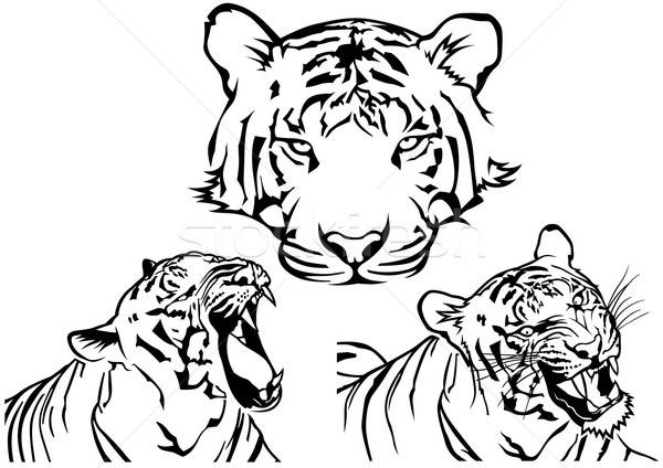 600x424 Tiger Tattoo Drawings Vector Illustration Roman Dekan