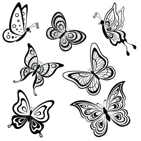 480x480 Drawings Butterflies