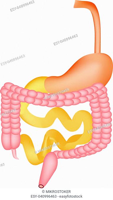 383x680 Drawing Stomach Duodenum Stock Photos And Images Age Fotostock