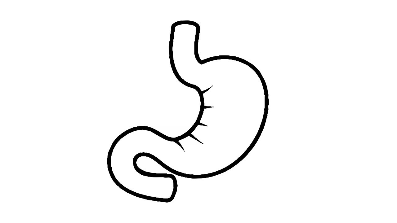 1280x720 How To Draw A Stomach