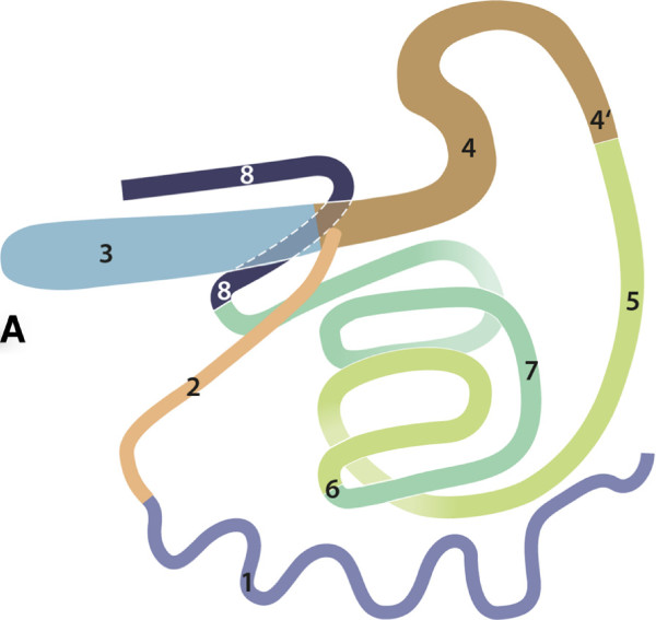 600x567 Relationship Of Abdominal Organs, Drawing, Stomach