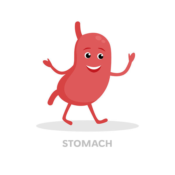 600x600 Smiling Stomach Cartoon Character Isolated On White Background