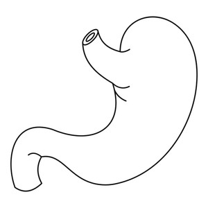 300x300 stomach icon outline illustration of stomach vector icon for web