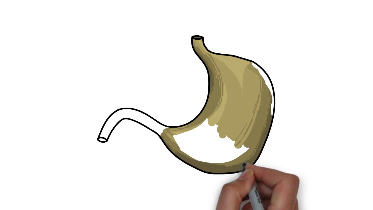 1280x720 How To Draw Or Sketch Art The Human Stomach