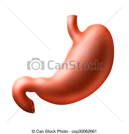 450x470 An Illustration Of Human Stomach Stock Illustration