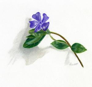300x285 periwinkle paulette farrell