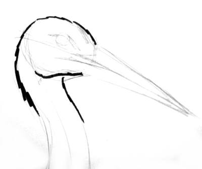 400x335 How To Draw A Stork