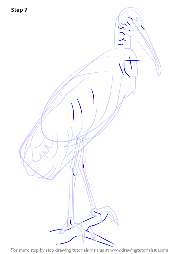 596x842 Learn How To Draw A Wood Stork