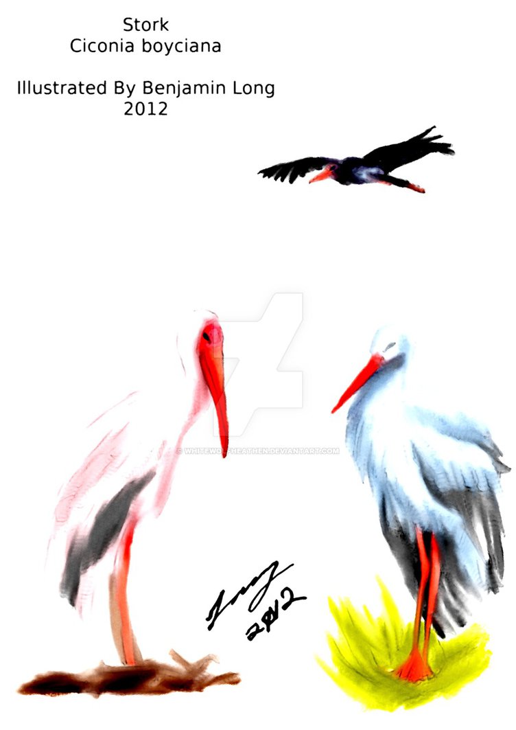 752x1063 Stork Drawing Aquarel