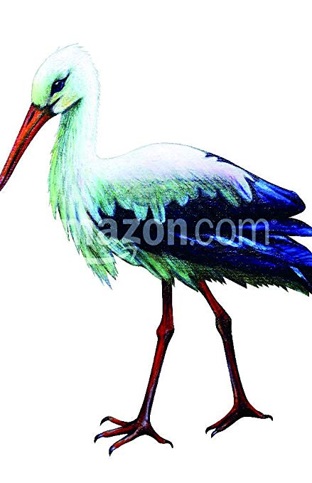 439x679 Stork Drawing