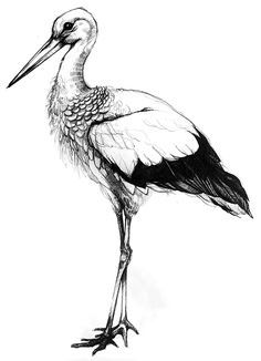 236x326 Winstub' Stork On Behance Illustration Thienpont Images