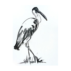 300x300 Woolly Necked Stork Drawing