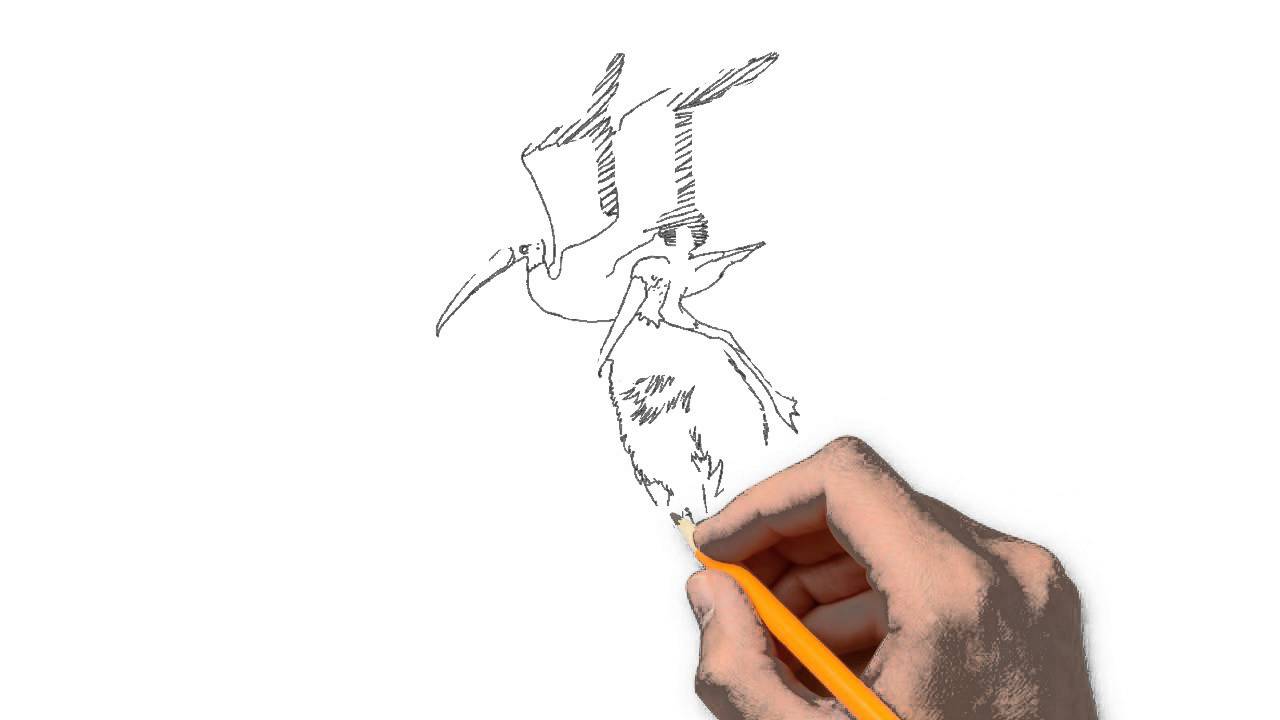 1280x720 Stork Animals Pencil To Draw Step
