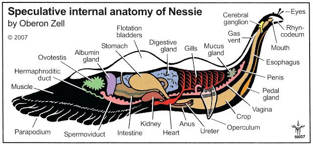 640x295 cryptozoologist dale a drinnon's interpretation of nessies