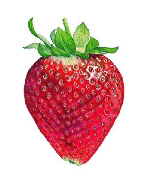 299x365 Ann Swan Strawberry Art