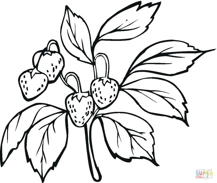 Strawberry Plant Drawing