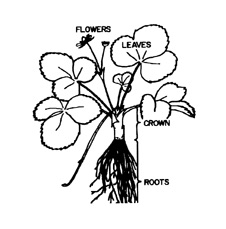 226x229 Growing Strawberries In The Home Garden Ohioline