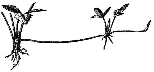 625x294 Growing Strawberries The Grantham Gardener