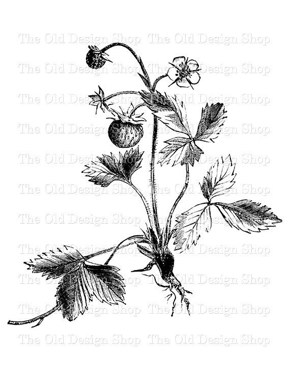 570x738 Strawberry Clip Art Black And White Flowers And Leaves