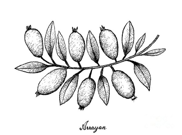 600x445 Strawberry Drawings