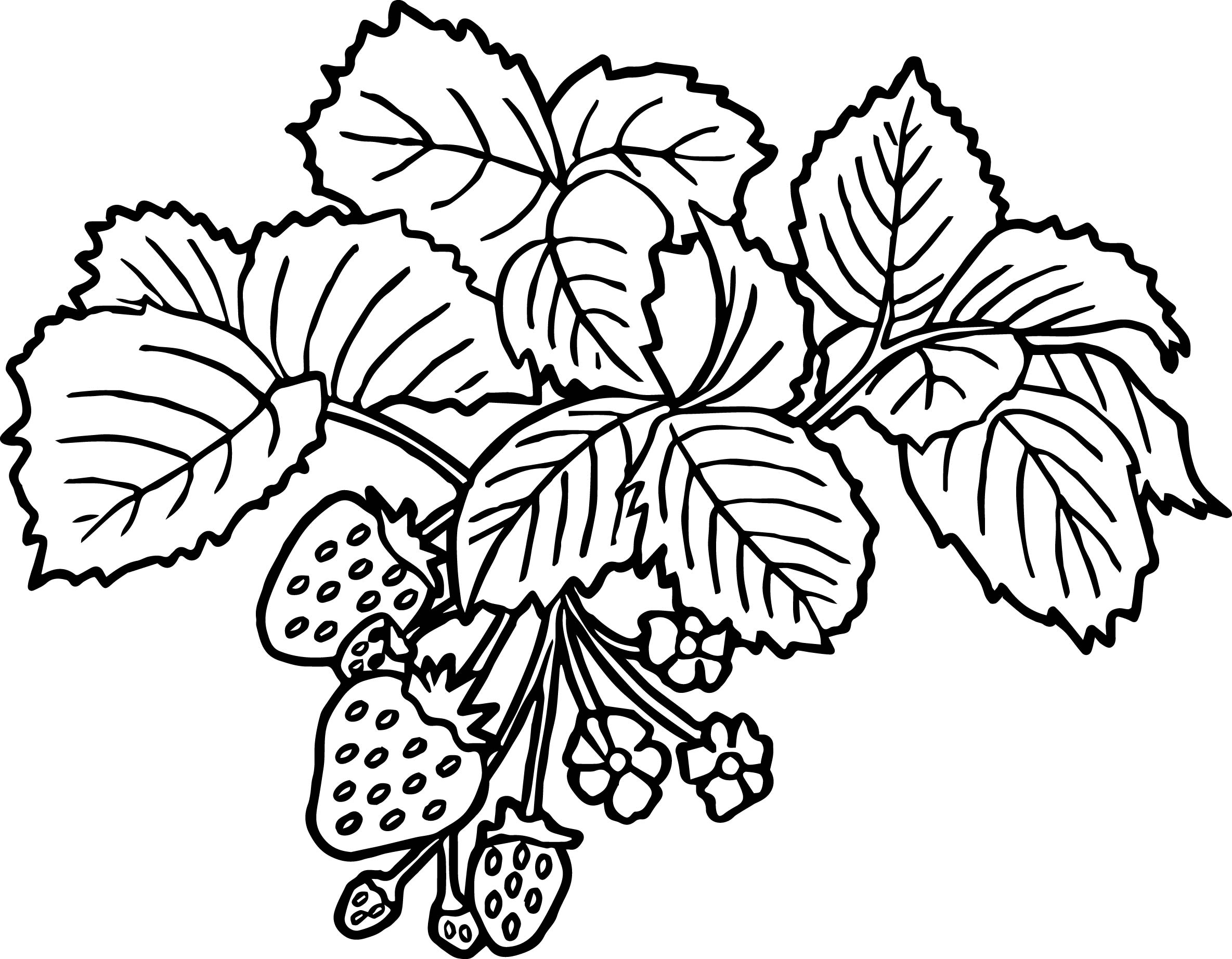 Strawberry Plant Drawing Free download on ClipArtMag.