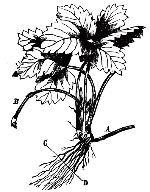 504x645 The Illustrated Strawberry Culturist Chapter