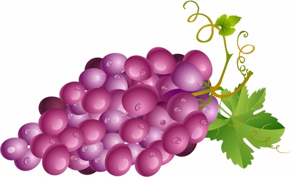 600x365 Grape Vine Drawings Free Vector Download