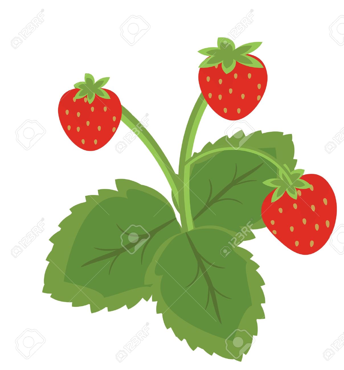 Strawberry Vine Drawing Free download on ClipArtMag