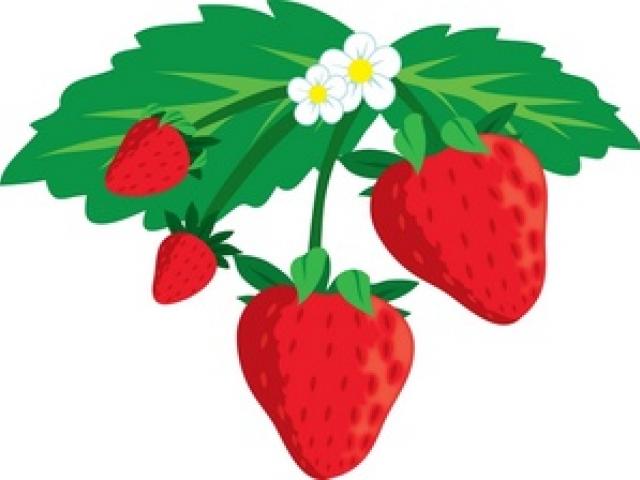 640x480 Strawberry Clipart Strawberry Drawing
